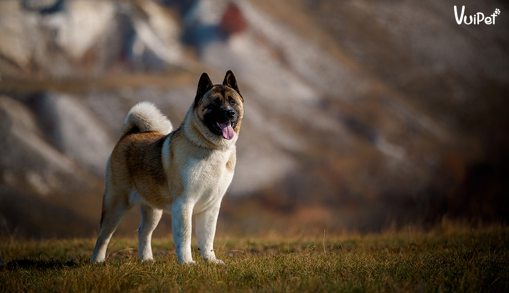 akita-inu-2