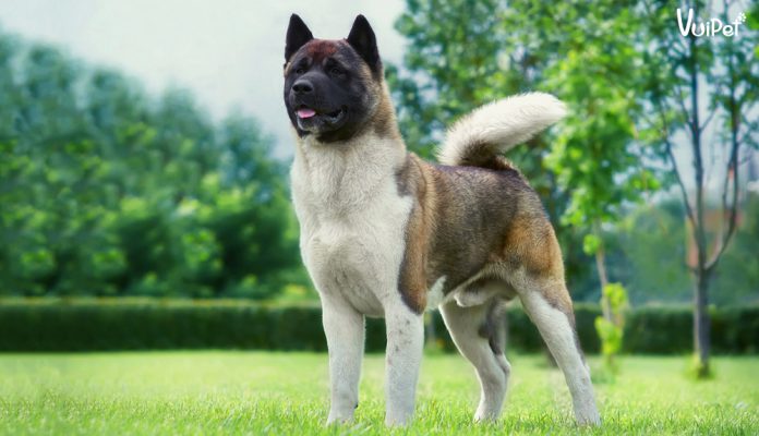 akita-inu