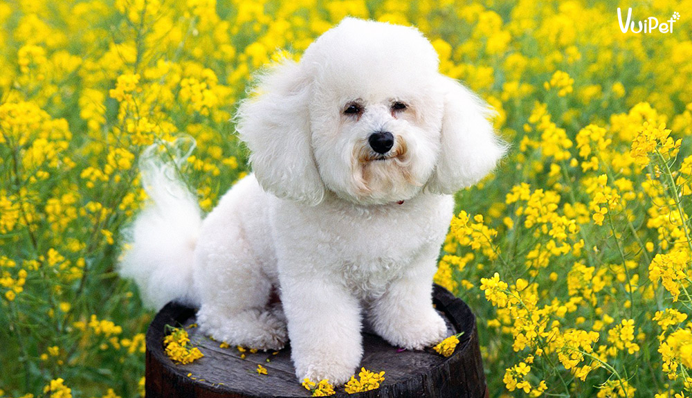 bichon-frise-1