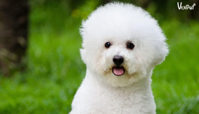 bichon-frise