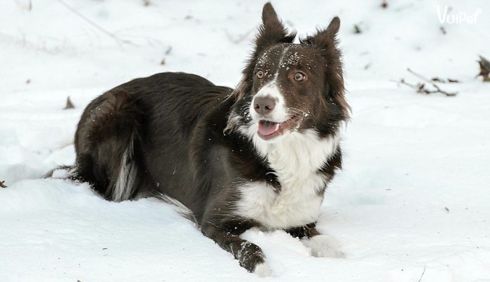 border-collie