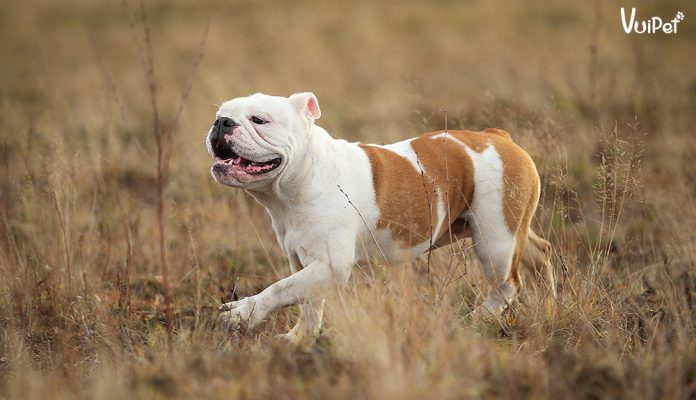 bulldog-anh-2