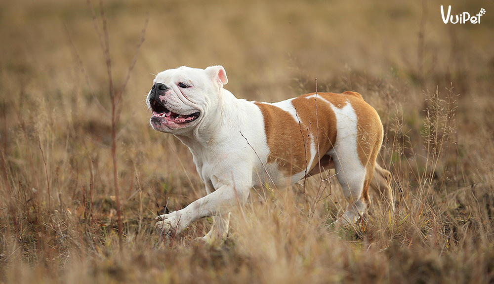 bulldog-anh-2