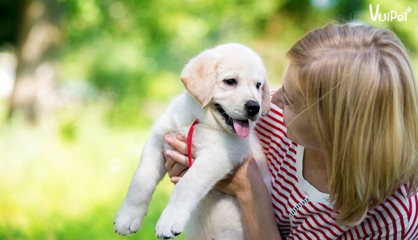 Tất Tần Tật Kinh Nghiệm và Cách Nuôi Chó Con mới về nhà