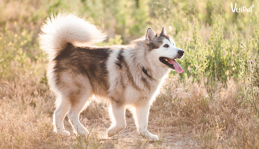 AZ về Chó Alaska Trắng  giống chó Alaska hiếm có khó tìm