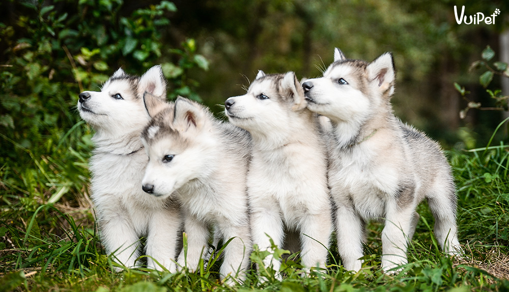 GIÁ CHÓ ALASKA và sự thật về chó Alaska giá rẻ dưới 500k