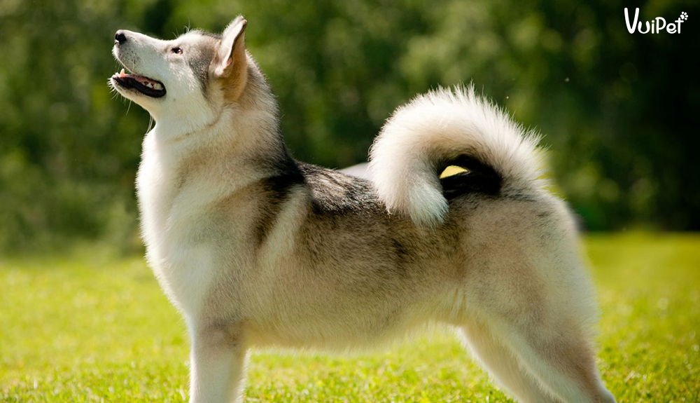 Ảnh 101 Tổng hợp hình ảnh đáng yêu của chó alaska  Blog yêu chó cảnhGiao  lưu chia sẻ kinh nghiệm chăn nuôi chó meo