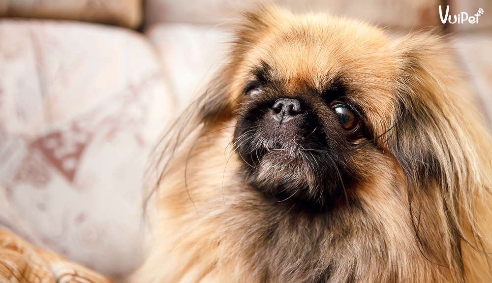 cho-bac-kinh-thuan-chung-1