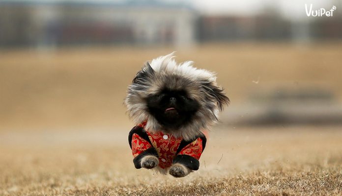 cho-bac-kinh-thuan-chung-2