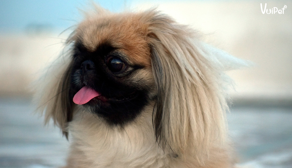 cho-bac-kinh-thuan-chung