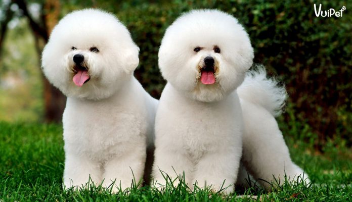 cho-bichon-1