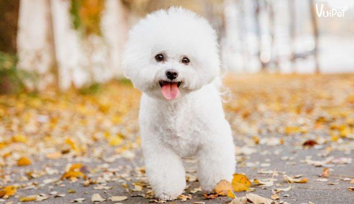 cho-bichon-2