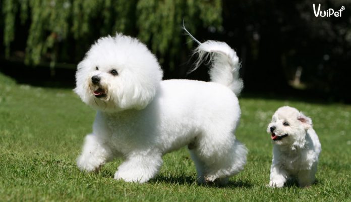 cho-bichon