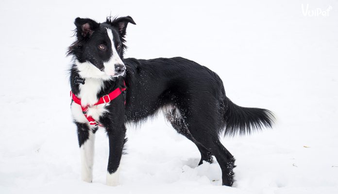 cho-border-collie-2