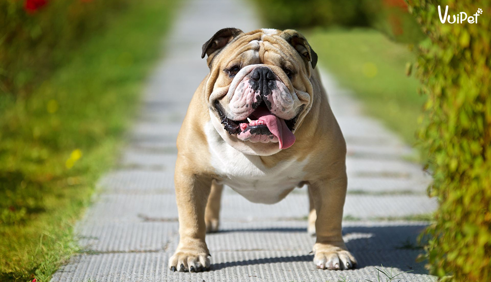 Chó Bulldog - Bull Anh Cơ Bắp, Mạnh Mẽ Và Đặc Điểm Tính Cách