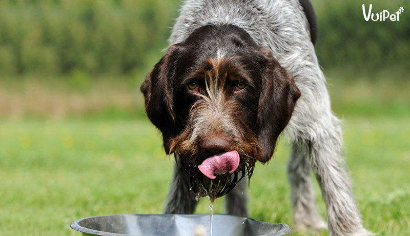 Chó lười uống nước, chó bị mất nước nguy hiểm như thế nào?