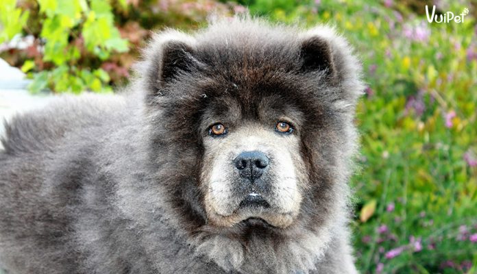 cho-chow-chow