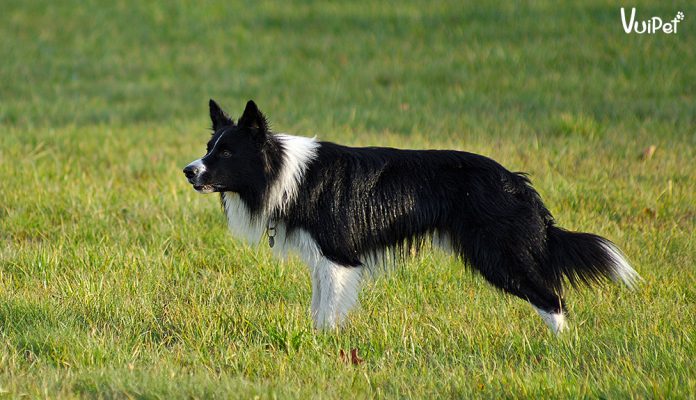 cho-collie-1