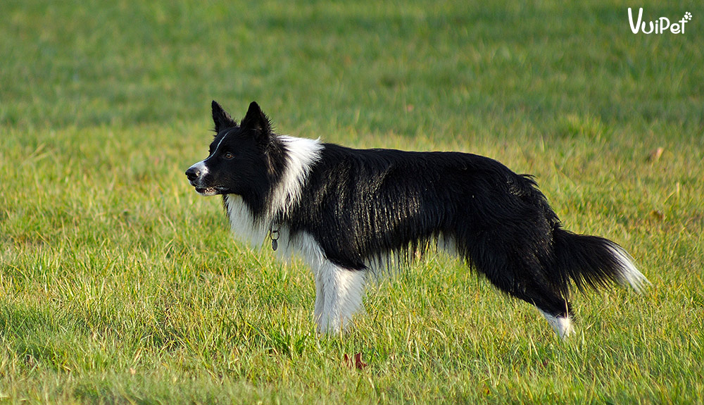 cho-collie-1
