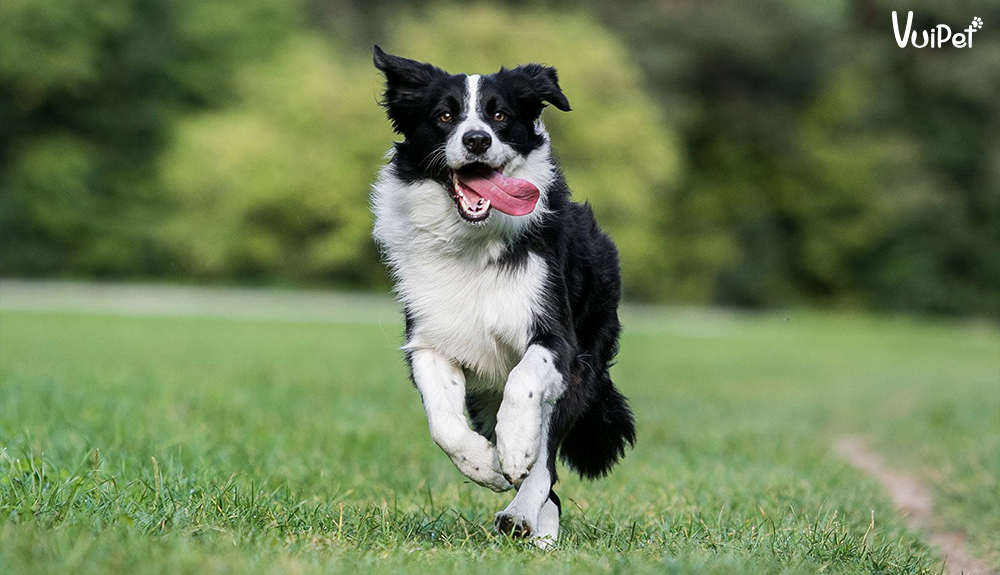 h-nh-nh-ch-border-collie-v-c-i-m-c-a-ch-collie-bi-n-gi-i