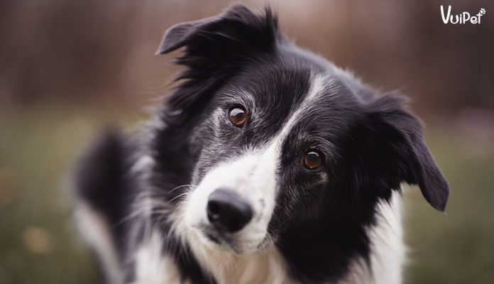cho-collie