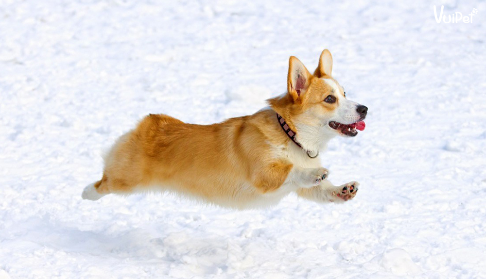 T t T n T t v    c  i m, c�ch nu�i v� Gi� CH� CORGI chi ti t