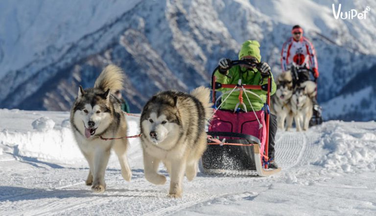 Tất Tần Tật về CHÓ ALASKA KHỔNG LỒ - Alaska Giant