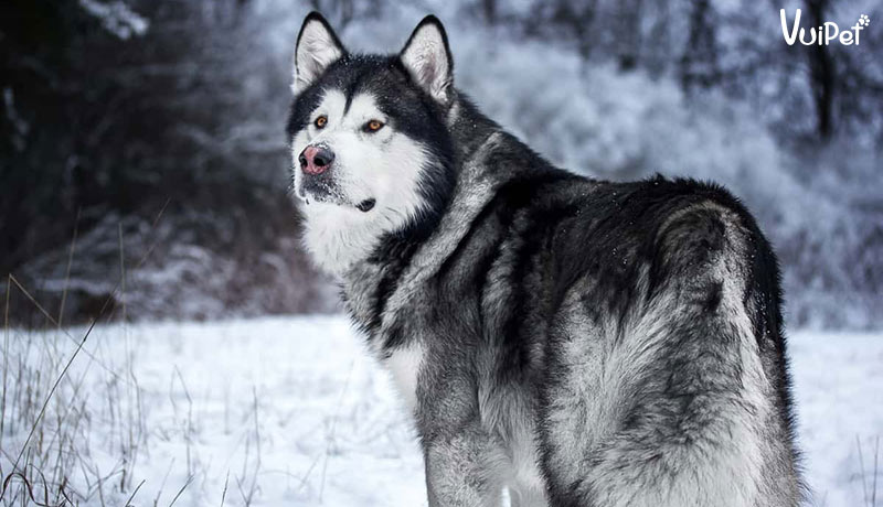 Tất Tần Tật về CHÓ ALASKA KHỔNG LỒ - Chó Alaska Giant
