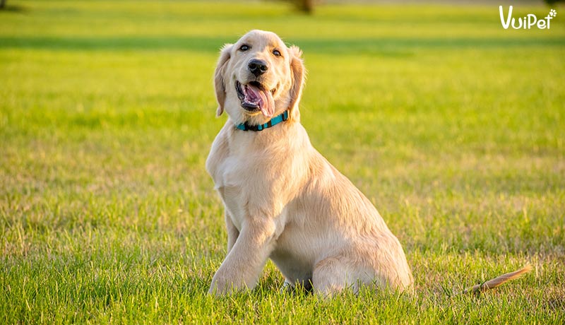 8 điều PHẢI biết trước khi nuôi Chó Gâu Đần - Golden Retriever