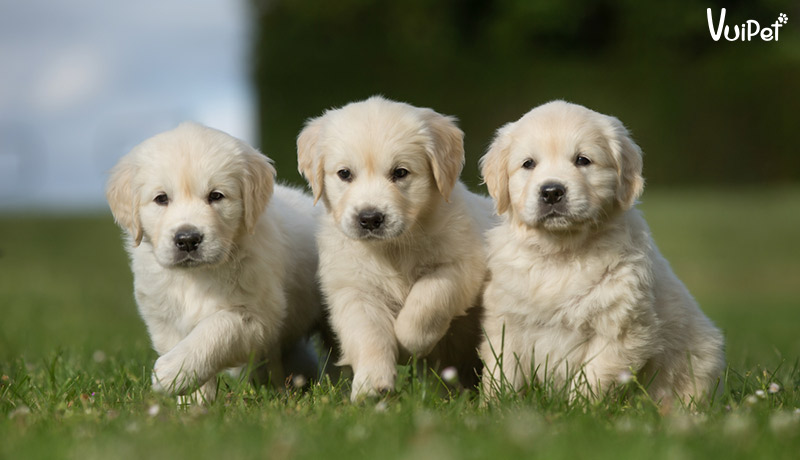 Chó Golden màu nào đẹp? Cách chọn đúng chó Golden "xịn"