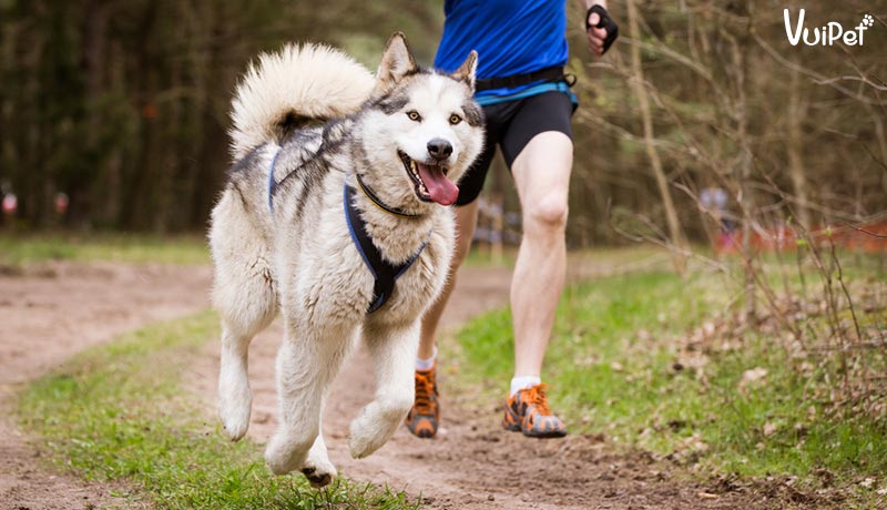 Các giống chó cảnh cực kỳ phù hợp với người thích chạy bộ