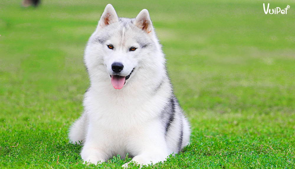30 hình ảnh chó husky đẹp và dễ thương nhất hiện nay  Hà Nội Spirit Of  Place