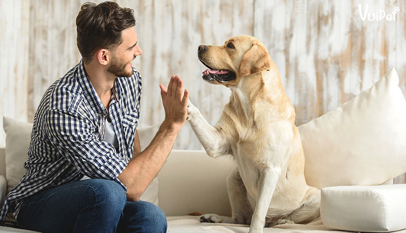 7 điều bạn PHẢI biết trước khi nuôi CHÓ LABRADOR (chó Lab)