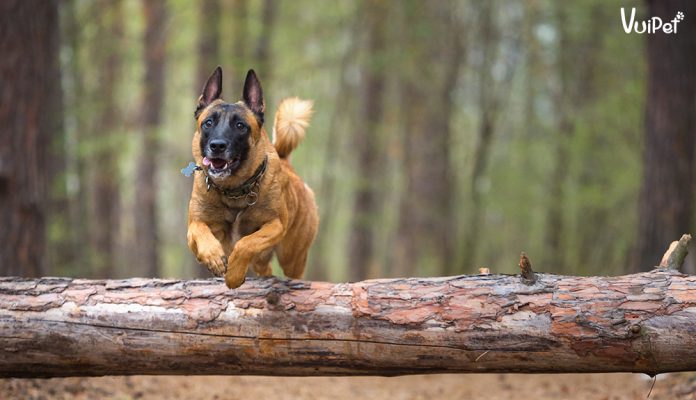 cho-malinois