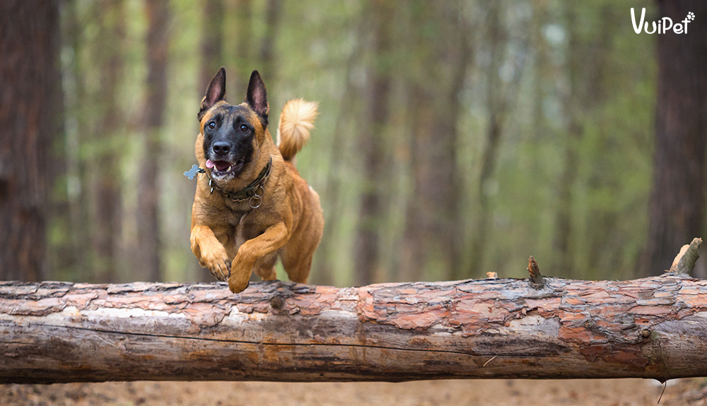 cho-malinois