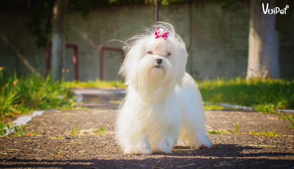 cho-maltese-1