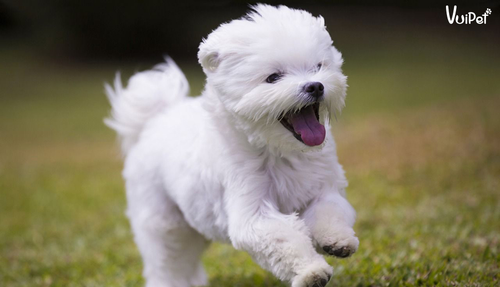 cho-maltese-3