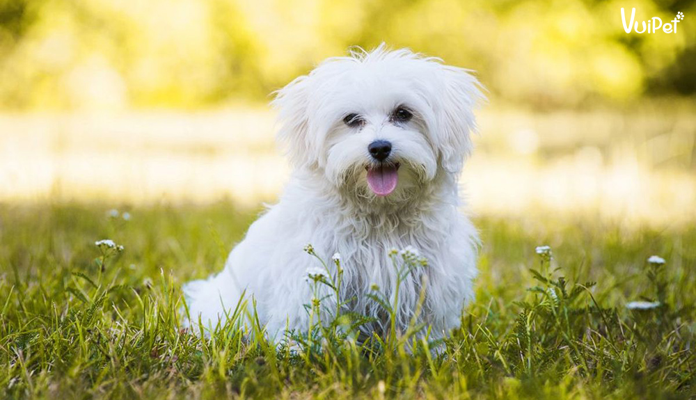 cho-maltese