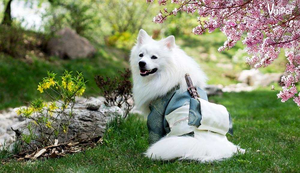 Chó Shiba, Akita, chó Nhật lùn - Nên nuôi giống chó Nhật nào?