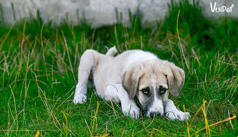 Chó nôn ra bọt trắng là bệnh gì? Cách chữa chó bị nôn bọt trắng