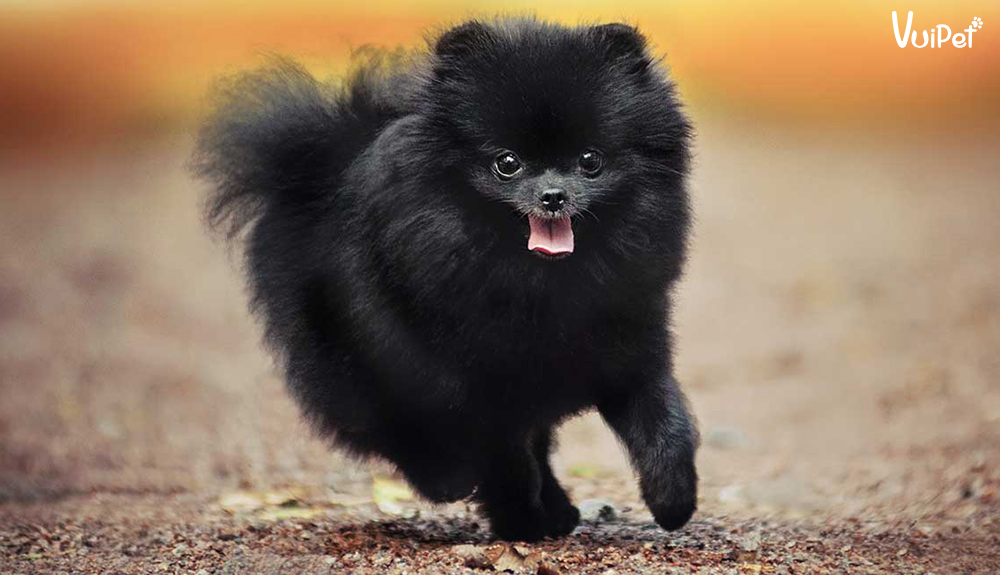 Chó Phốc sóc màu đen