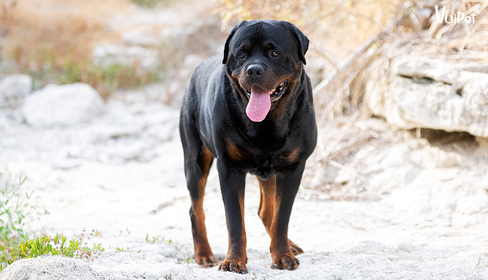 Đặc điểm tính cách của chó Rottweiler là sự can đảm, trung thực và trung thành. Hãy xem hình ảnh này để hiểu rõ hơn về tính cách của con chó Rottweiler.