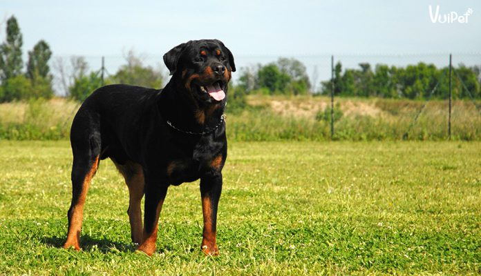 cho-rott-1