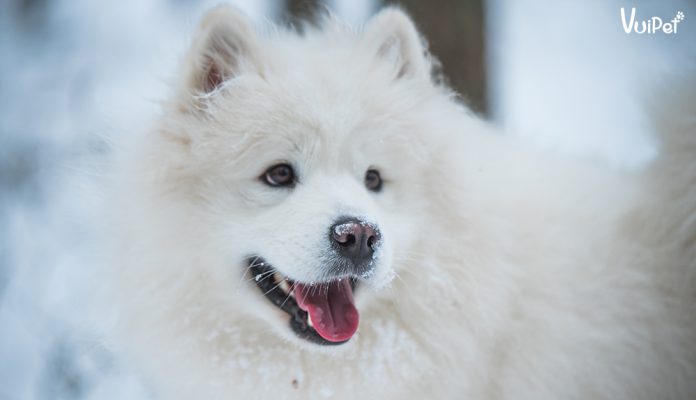 cho-samoyed-1