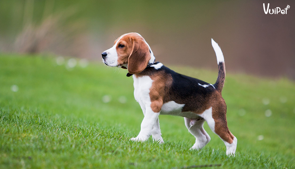 Beagle, một giống chó vô cùng đáng yêu và thông minh. Hình ảnh của loài chó này sẽ khiến bạn không thể rời mắt. Nếu bạn là một tín đồ yêu thích động vật thì không thể bỏ qua việc xem các hình ảnh của Beagle.