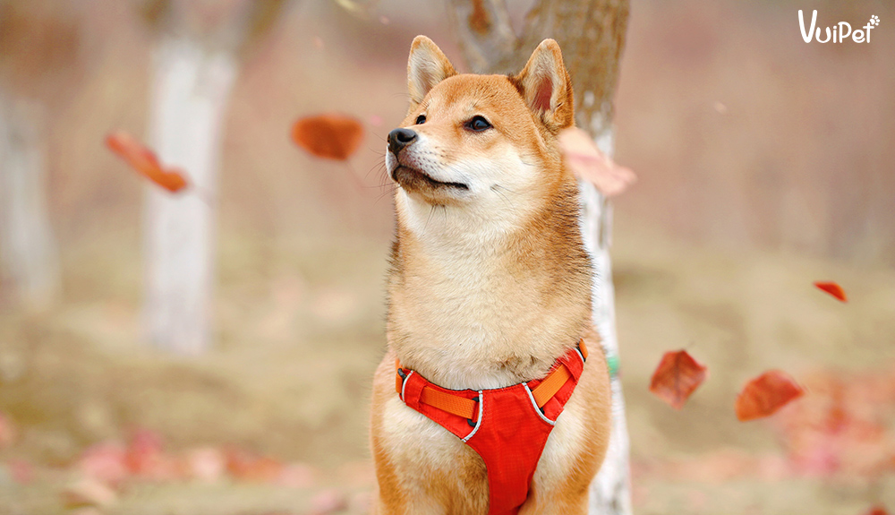 Wallpaper autumn look face branches dog bokeh Shiba inu images for  desktop section собаки  download
