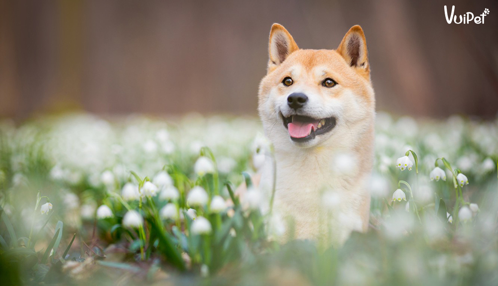 Shiba Inu là một giống chó đặc biệt với nhiều đặc điểm và tính cách hấp dẫn. Tìm hiểu thêm về giống chó này và giá mua của chúng tôi bằng cách nhấn vào hình ảnh chú chó Shiba cười thật tươi nhé!