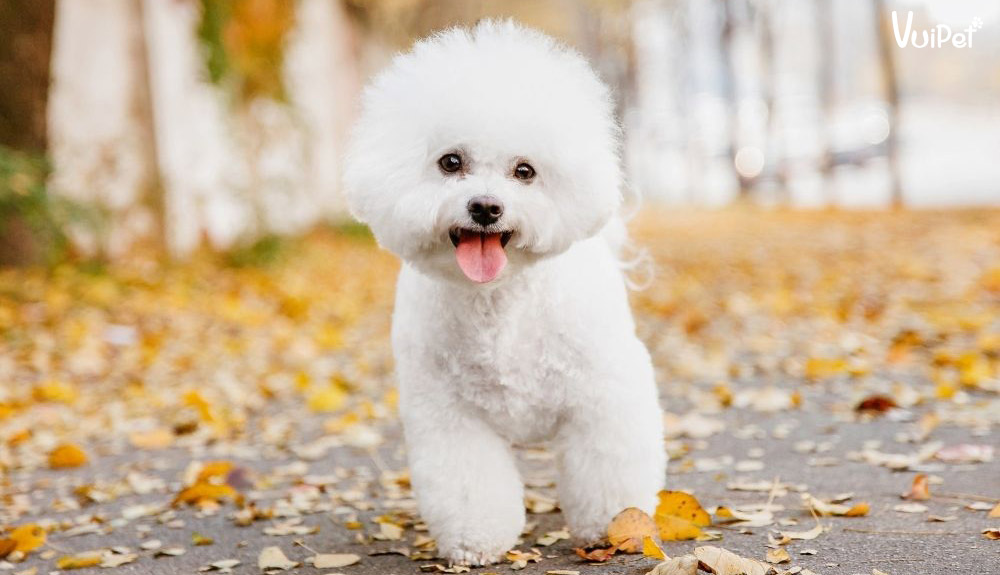 Gợi ý các giống Chó trắng, Chó lông trắng - đẹp, nên mua nhất