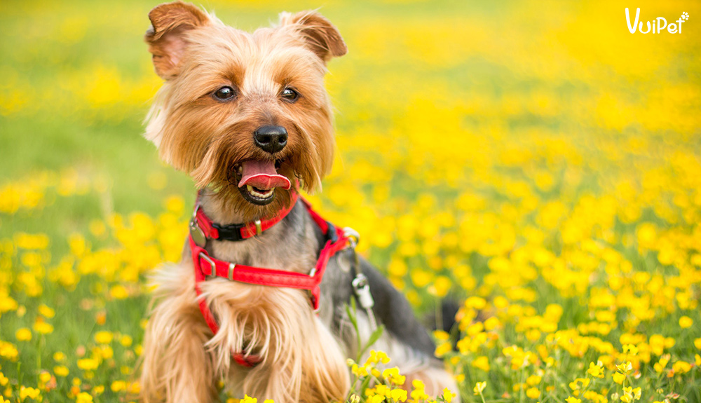 Tìm hiểu về giống chó bỏ túi Yorkie - chó sục Yorkshire Terrier