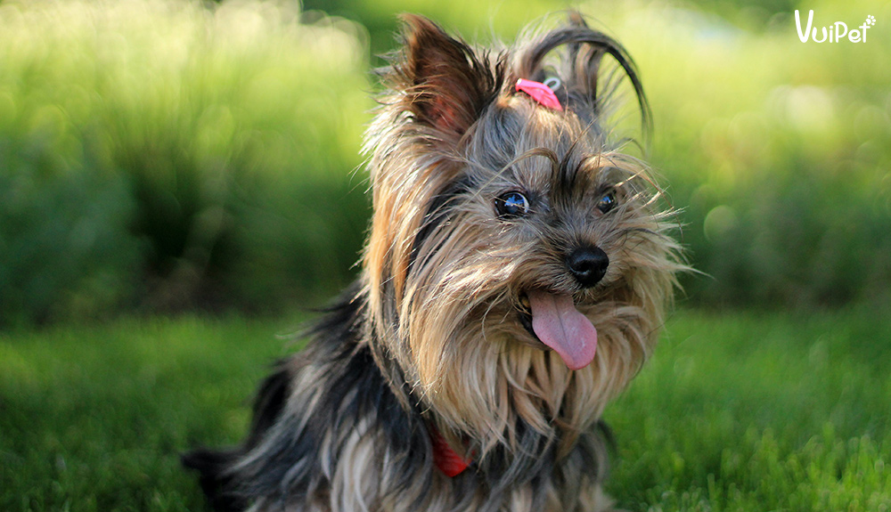 Tìm hiểu về giống chó bỏ túi Yorkie - chó sục Yorkshire Terrier